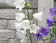 Campanula persicifolia White