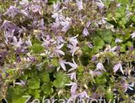 Campanula poscharskyana Lisduggan