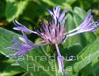 Centaurea montana