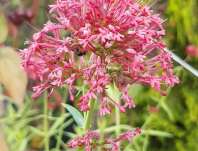 Centranthus ruber Coccineus