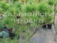 Borovice - Pinus densiflora 'Umbraculifera'.