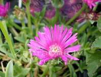Delosperma cooperi