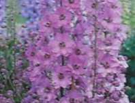 Delphinium Pacific - Astolat