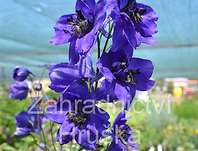 Delphinium Black Knight