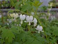 Dicentra spectabilis Alba