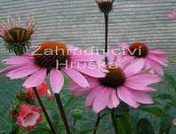 Echinacea purpurea Magnus