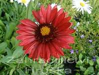 Gaillardia aristata Burgunder