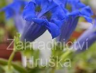 Gentiana acaulis