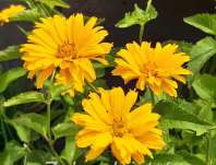 Heliopsis helianth. Summer Sun