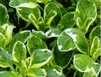 Origanum vulgare