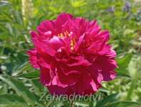 Paeonia lactiflora Karl Rosendfield