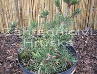 Borovice - Pinus mugo 'Kudrnáč'.