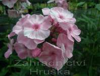 Phlox paniculata Picasso