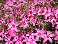 Phlox subulata Zwergenteppich
