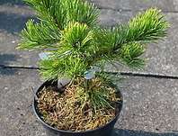 Borovice - Pinus mugo 'Laarhaede'