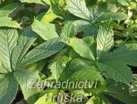 Rodgersia pinnata Elegans