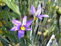 Sisyrinchium angustifolium