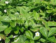 Fragaria vesca Rujana