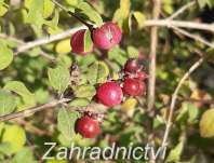 pámelník - Symphoricarpos x chenaultii 'Hancock'