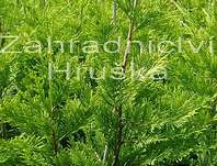 cypřišovec - x Cupresocyparis leylandii 'Gold Rider'