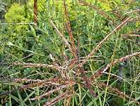 ozdobnice - Miscanthus sinensis 'Ferner Osten'