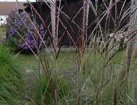 ozdobnice - Miscanthus sinensis 'Kleine Silberpinne'