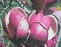 šácholan - Magnolia soulangeana 'Lennei'