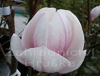 šácholan - Magnolia soulangeana