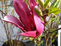 šácholan - Magnolia liliflora 'Susan'.