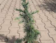 cedr - Cedrus libanii 'Glauca'