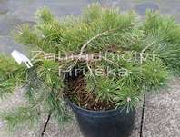 Borovice - Pinus sylvestris 'Hilside Craper'
