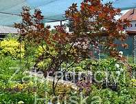 javor - Acer palmatum 'Bloodgood'...