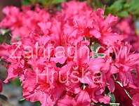 pnink japonsk Silver Sword - Rhododendron japonicum Silver Sword