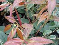 Leucothoe walteri 'Raibow'