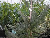 sekvojovec - Sequoiadendron giganteum 'Glaucum'