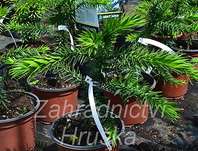 araukárie - Araucaria araucana