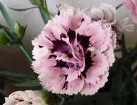 Dianthus