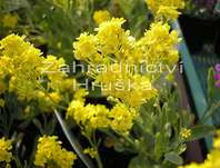 Alyssum saxatile Summit