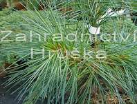 Borovice - Pinus wallichiana 'Nana'
