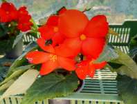 Begonia