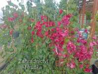 Bouganvilea