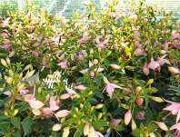 Fuchsie