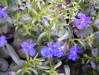 Lobelia.