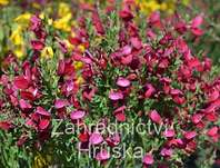 čilimník - Cytisus 'Boscop Ruby'