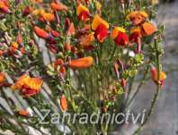 čilimník - Cytisus 'Fulgens'