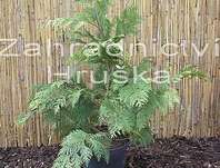 cypřišek - Chamaecyparis lawsoniana 'Ivonne'