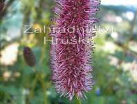 Sanguisorba obtusa Lilac Squirrel