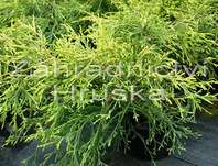 cypřišek - Chamaecyparis pisifera 'Sungold'