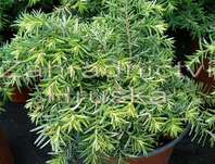 jedlovec - Tsuga canadensis 'Jedeloh'