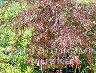 javor - Acer palmatum 'Garnet'..